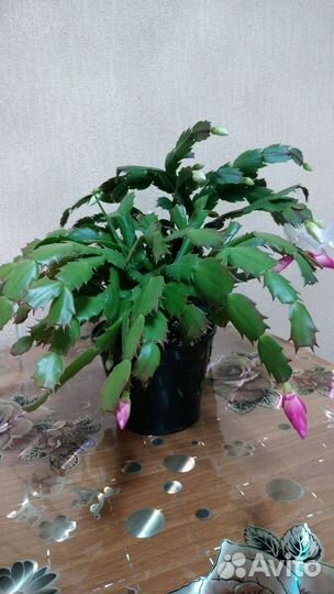 Декабрист шлюмбергера