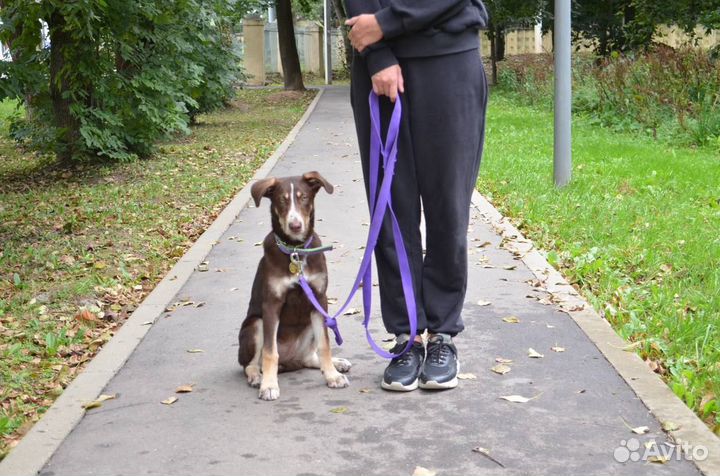 Собака Шоколадка ищет дом