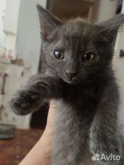 Пупсеныш в добрые руки