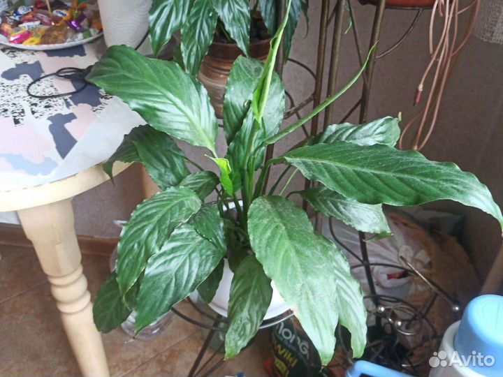 Спатифиллум