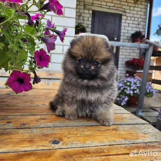 Шпиц девочки