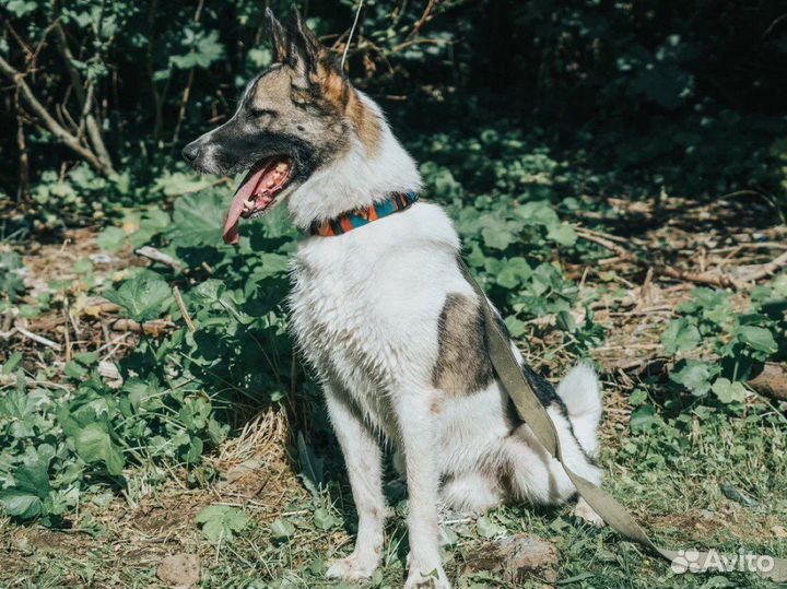 Пёс Друг, приученный к квартире