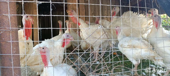 Индюки живым весом