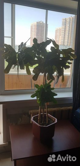 Кротон кодиум