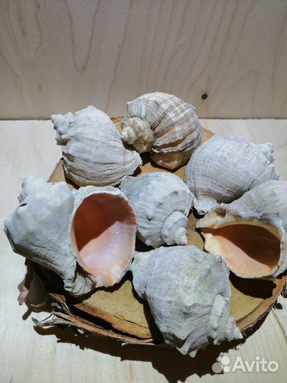 Ракушки разные