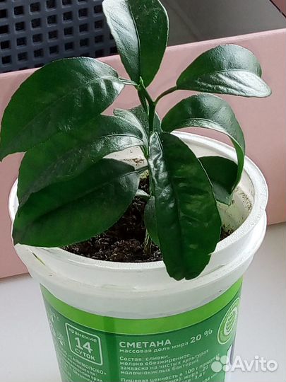 Мандариновое дерево