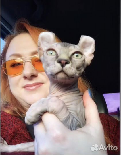 Перевозка доставка кошек и собак