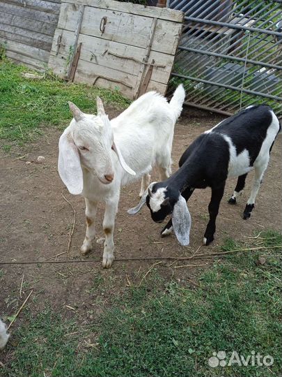 Козлята нубийские