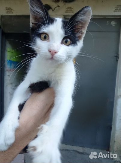 Котёнок-мальчик