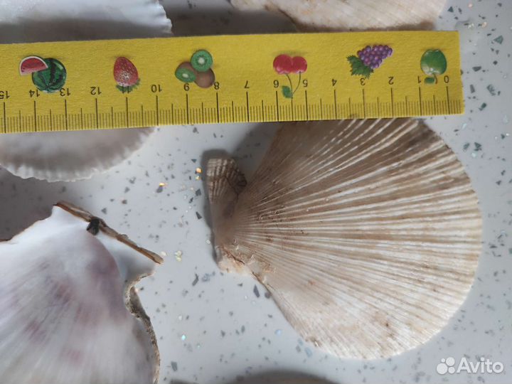 Ракушка гребешка