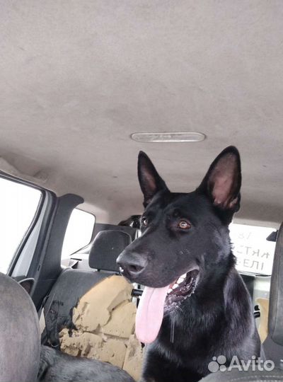 Вязка немецкой овчарки