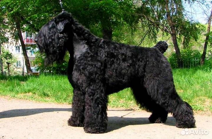 Стрижка животных