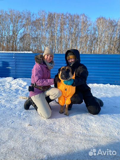 Дрессировка и передержка собак