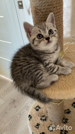 Британские котята