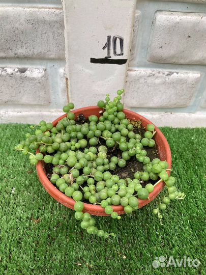 Крестовник роули из суккулентной теплицы