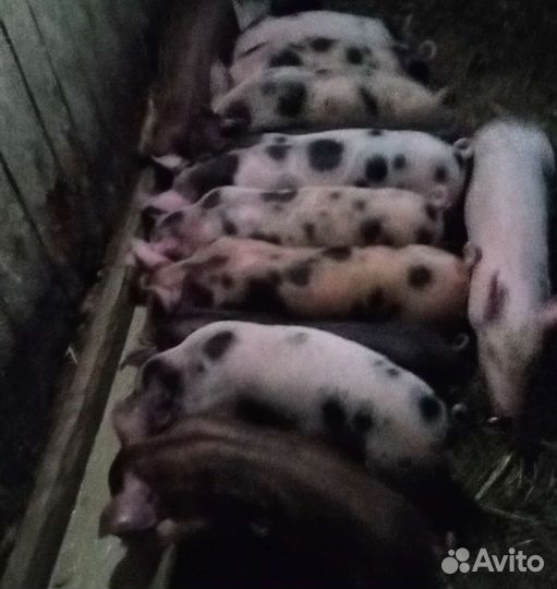 Поросята 1,5 месяца