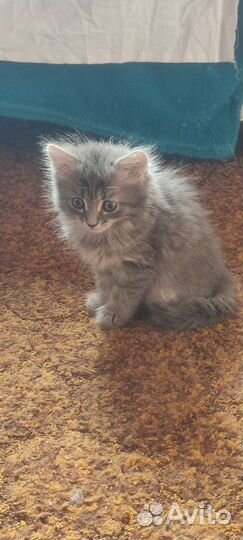 Котята пушистики