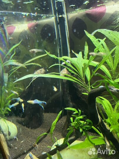 Аквариумные рыбки гуппи