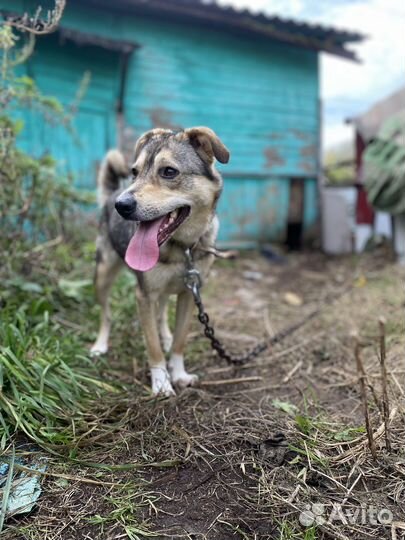 Собака ищет дом