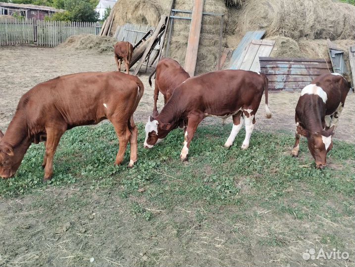 Продажа телят