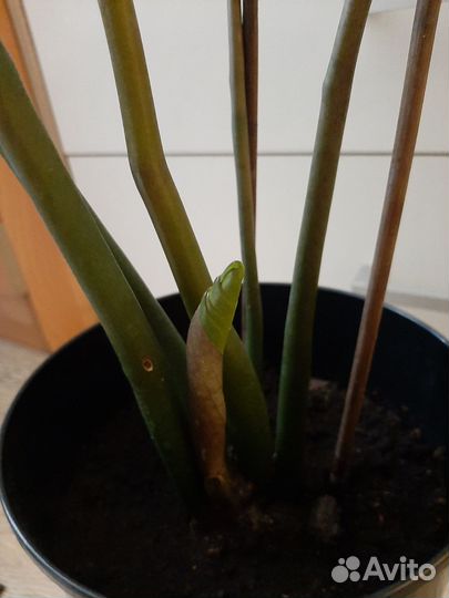 Замиокулькас