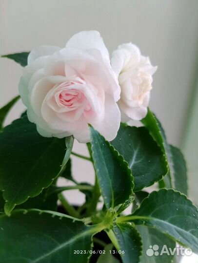 Бальзамины