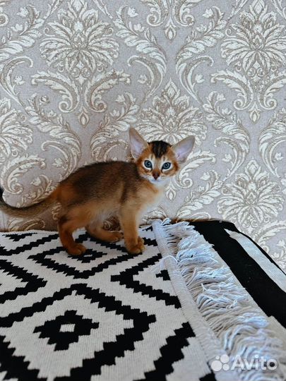 Абиссинские котята