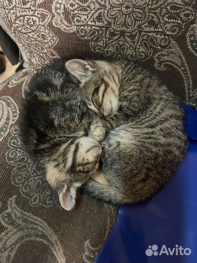 Котятки в самые добрые руки