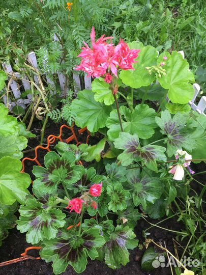 Герань пеларгония стеллар Bronze Butterfly