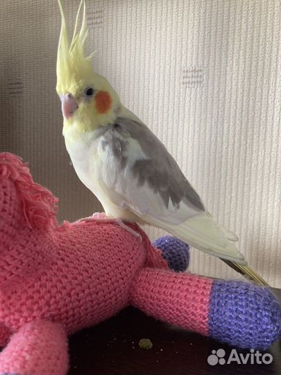 Попугай с клеткой