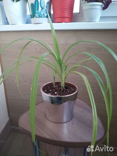 Пальма Пандаус (детка)