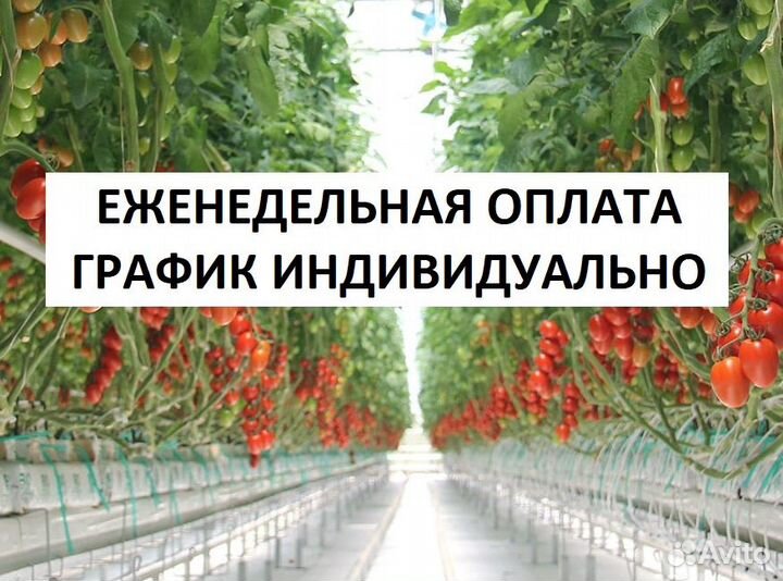 Фасовщики-сборщики овощей (еженедельная оплата)