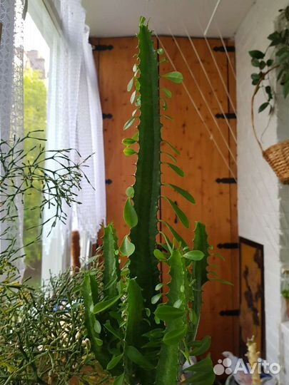 Эуфорбия, молочай трехгранный, 1,5 м