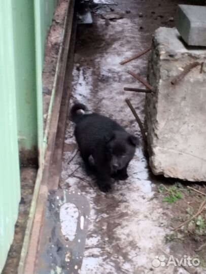 Щенки в добрые руки даром, двор терьер