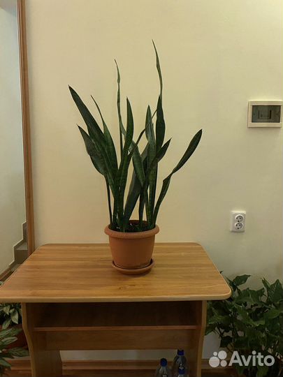 Щучий хвост