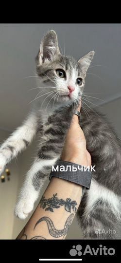 Кошки в добрые руки бесплатно