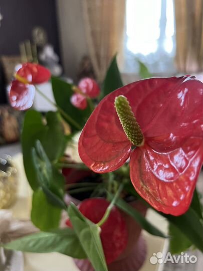 Комнатные цветы антуриум