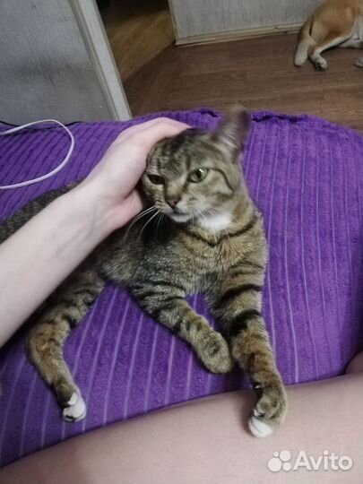 Кошечка