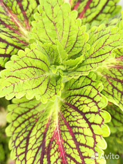 Колеусы вегетативные