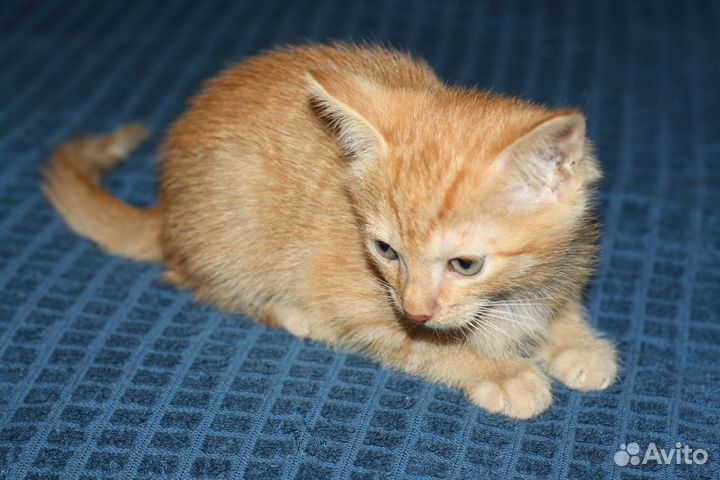 Рыжий кот