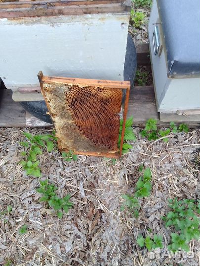 Десятирамочные ульи, рамки медовые, полумëдные