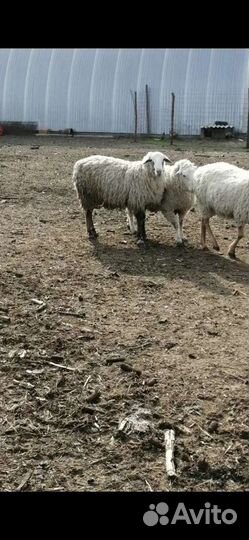 Бараны и Овцы (Немцы метисы и Гисары)