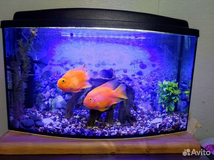 Аквариум
