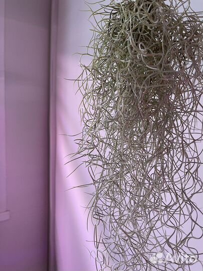 Тилландсия уснеевидная