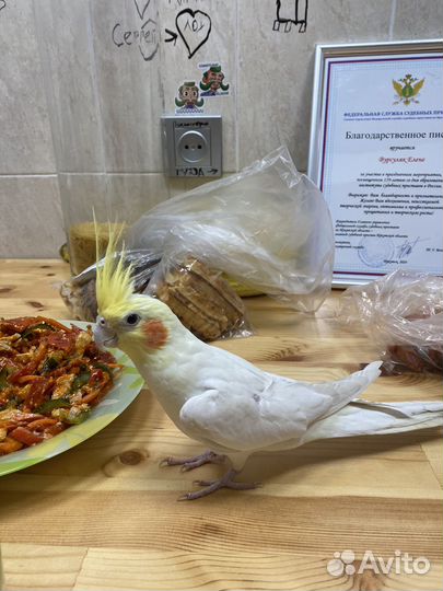 Попугай корелла