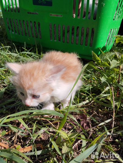 Котята