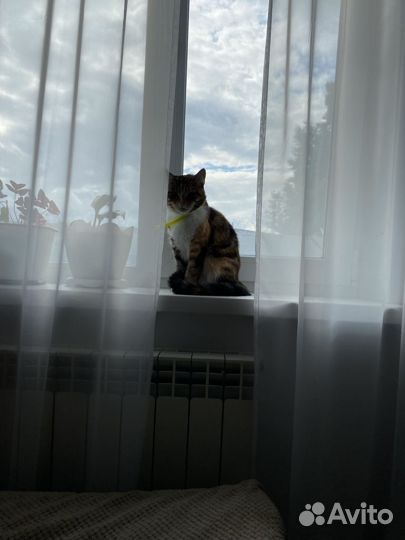Одам бесплатно кошку
