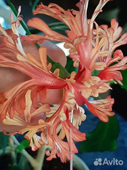 Срезы сортовых гибискусов