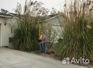 Эриантус равеннский