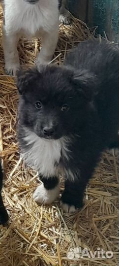 Щенок в добрые руки